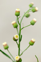 Gevlamde Fijnstraal - Argentine Fleabane - Conyza bonariensis