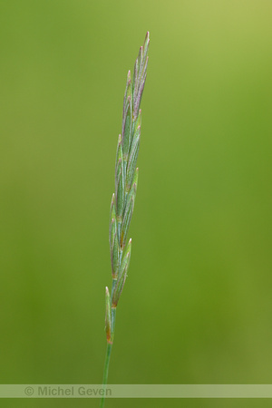 Veldkweek; Elymus campestris; subsp. campestris