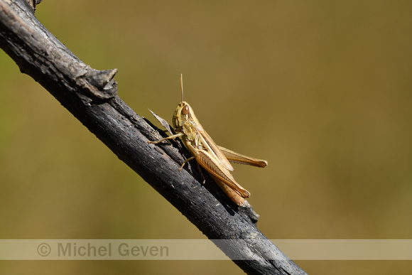 Franse Prairiesprinkhaan; Common Straw Grasshopper;  Euchorthipp