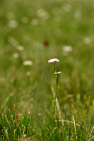 Mutellina adonidifolia