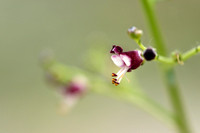 Hondshelmkruid; Scrophylaria canina subsp. ramosissima