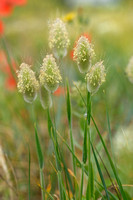 Hazenstaart; Hares tail grass; Lagurus ovatus