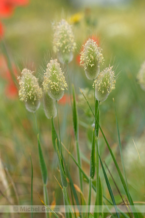 Hazenstaart; Hares tail grass; Lagurus ovatus