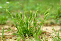 Klein fakkelgras - Mediterranean Hair-grass - Rostraria cristata