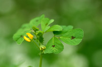 Gevlekte rupsklaver; Spotted medick; Medicago arabica