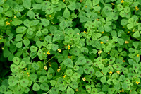 Gevlekte rupsklaver; Spotted medick; Medicago arabica