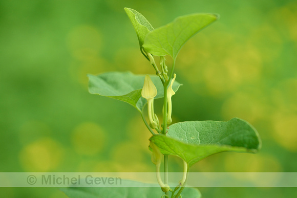 Pijpbloem; Bithwort; Aristolochia clematitis;