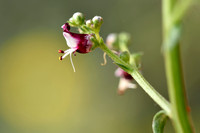 Hondshelmkruid; Scrophylaria canina subsp. ramosissima