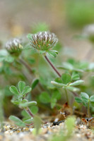 Trifolium cherleri
