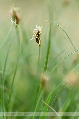 Kustzegge; Divided sedge; Carex divisa