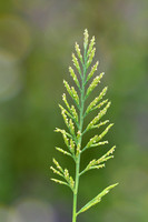 Stijf hardgras; Fern-grass; Catapodium rigidum
