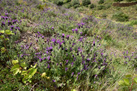 Kuiflavendel; French lavender; Lanandula stoechas; Lavande ˆ tou