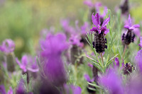 Kuiflavendel; French lavender; Lanandula stoechas; Lavande ˆ tou