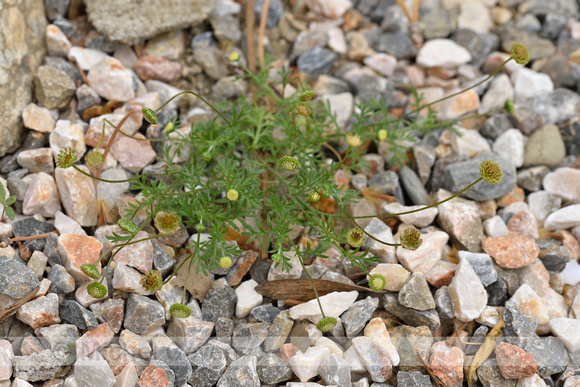 Annual Buttonweed; Cotula australis;