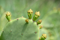 Erect Pricklypear; Vijgcactus; Opuntia stricta;