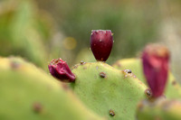 Erect Pricklypear; Vijgcactus; Opuntia stricta;