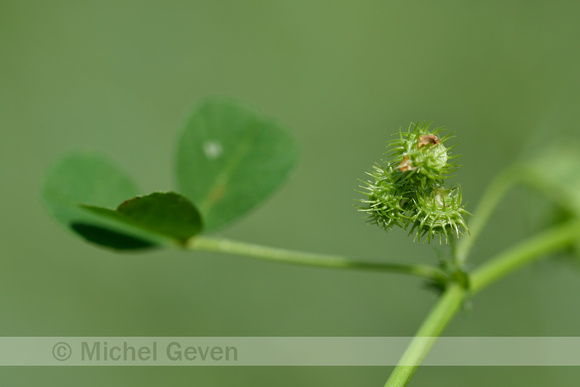 Gevlekte rupsklaver; Spotted medick; Medicago arabica