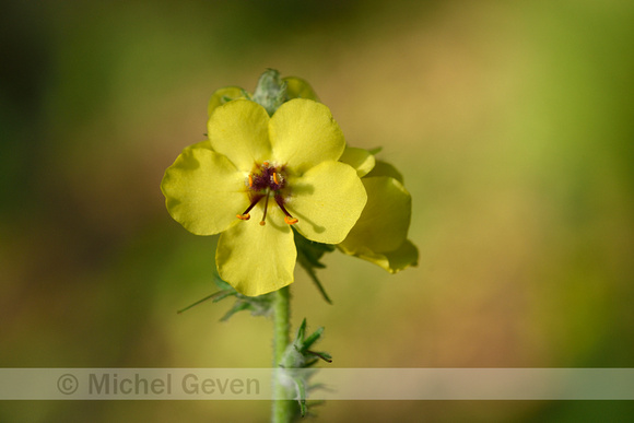 Verbascum boerhavii