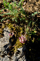 Astragalus monspessulanus