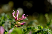 Astragalus monspessulanus