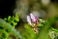 Astragalus monspessulanus