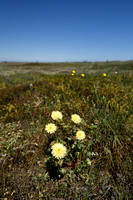 Mediterranean daisy; Urospermum dalechampii;