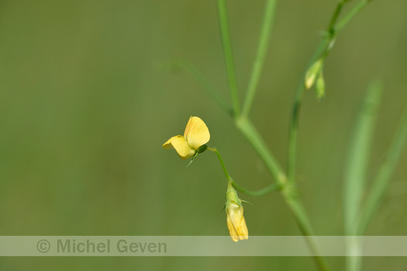 Flodder pea; Lathyrus annuus