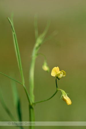 Flodder pea; Lathyrus annuus