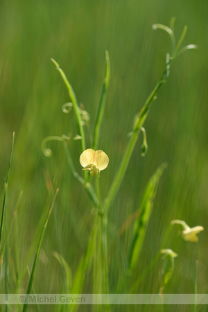 Flodder pea; Lathyrus annuus