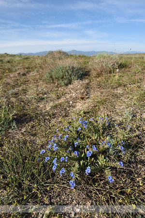 Dyer's Alkanet; Alkanna tinctoria