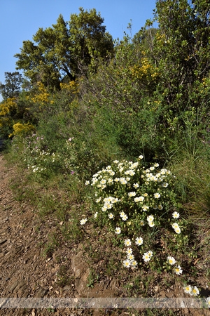 Cistus salvifolius