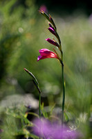 Gladiolus dubius;