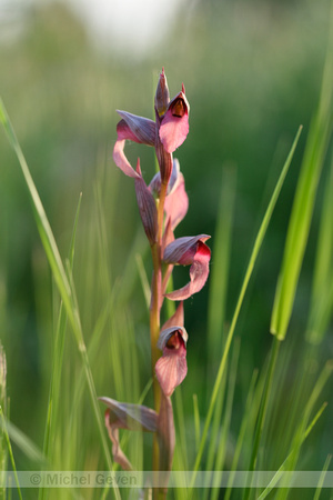Tongorchis; Tongue-orchid; Serapias lingua