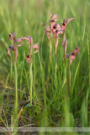 Tongorchis; Tongue-orchid; Serapias lingua