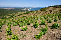 Wijnstok; European Grapevine; Vitis vinifera;