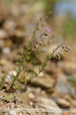Rode schijnspurrie; Sand Spurrey; Spergularia rubra; Purple Sand
