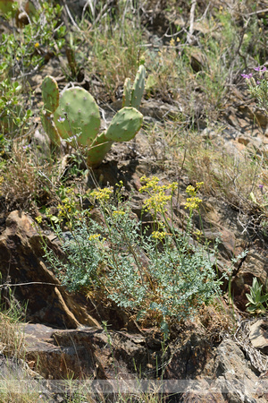 Ruta angustifolia