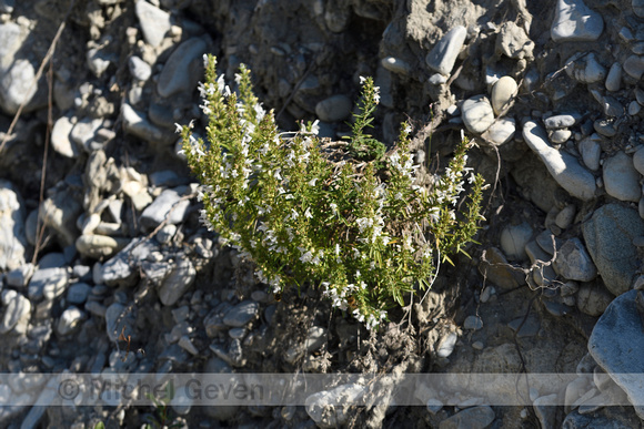 Winterbonenkruid; Winter Savory; Satureja montana