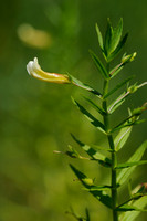 Genadekruid; Hedge Hyssop; Gratiola officinalis