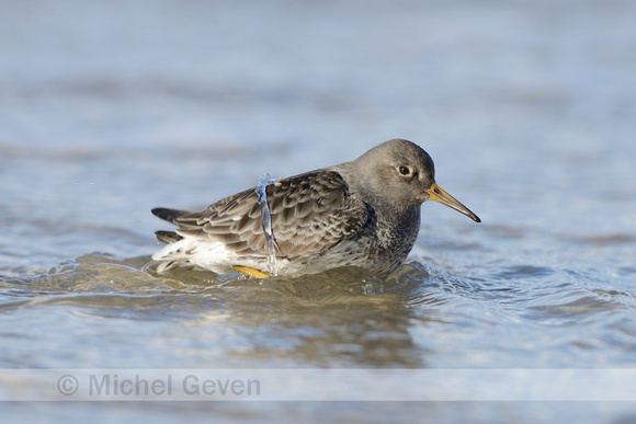 Paarse Strandloper; Purple Sandpiper; Calicris maritima