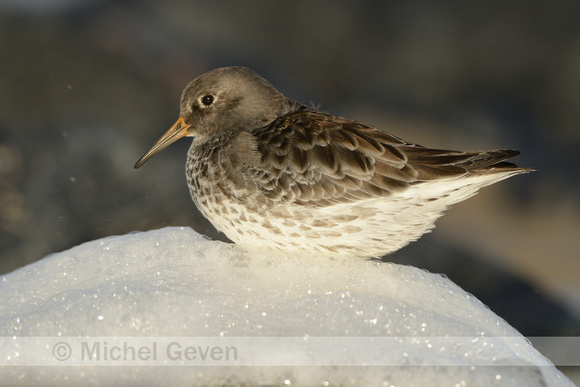 Paarse Strandloper; Purple Sandpiper; Calicris maritima