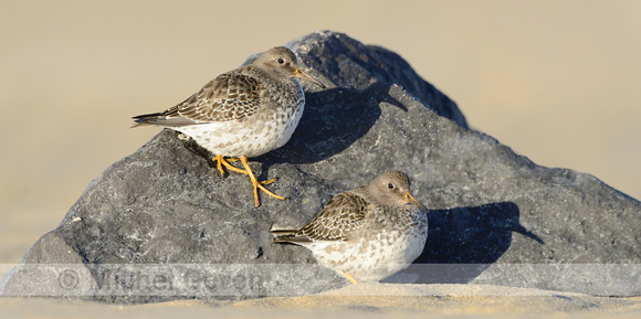 Paarse Strandloper; Purple Sandpiper; Calicris maritima