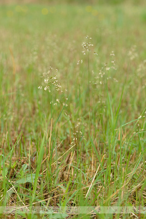 Veenreukgras; Holy Grass; Hierochlo‘ odorata