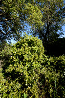 Hulsteik; kermes oak; Quercus coccifera;