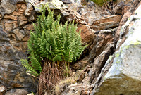 Dryopteris villarii