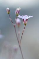 Gipskruid - Low Baby's Breath - Gypsophila muralis