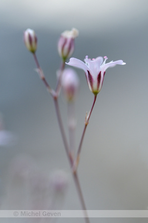 Gipskruid; Low Baby's breath; Gypsophila muralis;