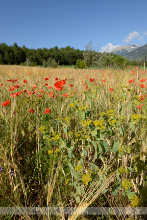 Doorwas; Thorowax; Bupleurum rotundifolium