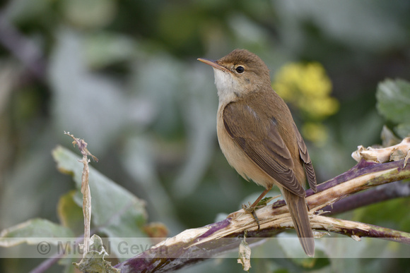 Kleine karekiet; Reed Warbler; Acrocephalus scirpaceus