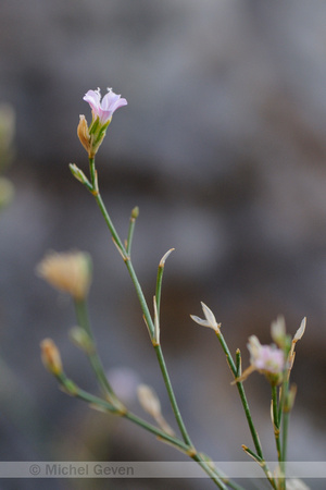 Kleine Mantelanjer; Tunicflower; Petrorhagia saxifraga;